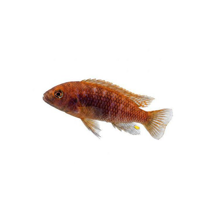 Melanochromis brevis 3-4 cm