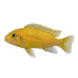 Melanochromis johanni  red 4-6 cm