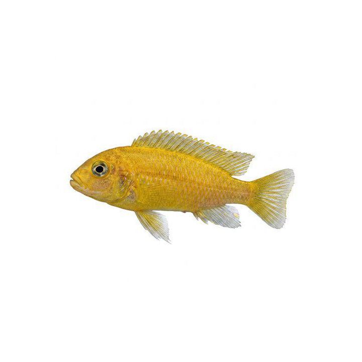 Melanochromis johanni  red 4-6 cm