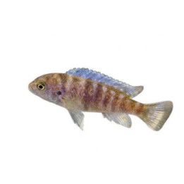 Malawi ciklidi seepra ob masinje 4-6 cm -