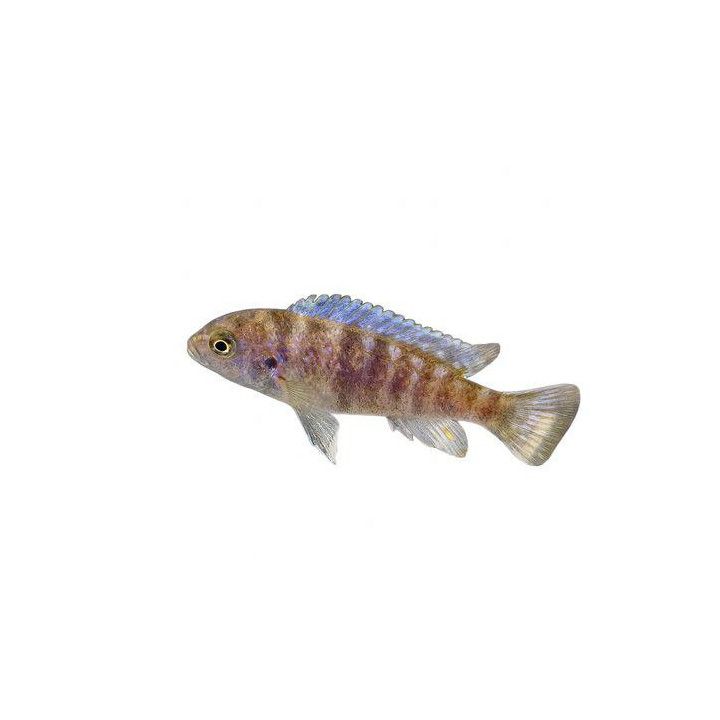 Malawi ciklidi seepra ob masinje 4-6 cm -