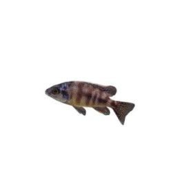Malawi Ciklid Fenestratus Taiwan Reef 4-6CM Protomelas fenestratus