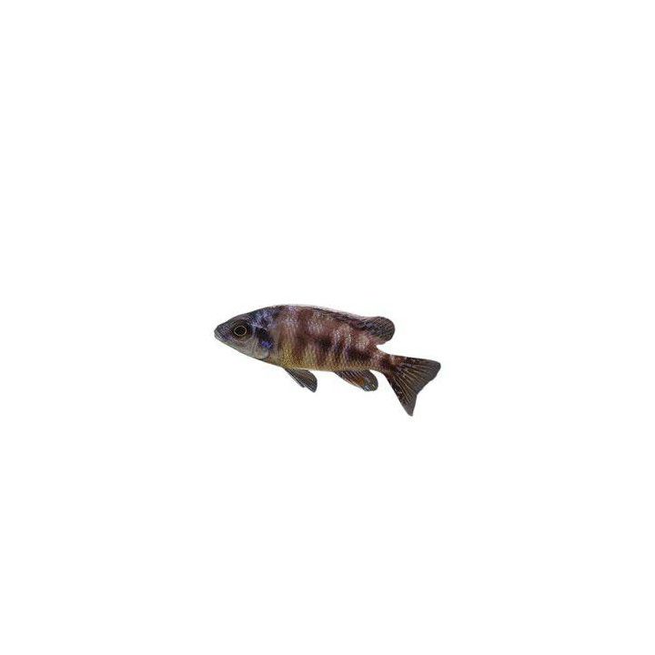 Malawi Ciklid Fenestratus Taiwan Reef 4-6CM Protomelas fenestratus