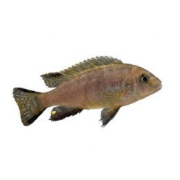 Malawi ciklidi sp, daktari 4-6 cm -