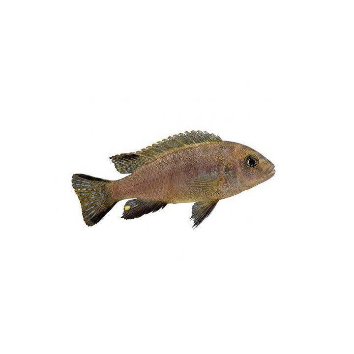 Malawi ciklidi sp, daktari 4-6 cm -