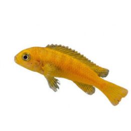 Sinikeltamalawinahven 4-6 cm Pseudotropheus saulosi