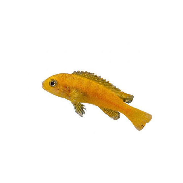 Malawi ciklidi saulosi 4-6 cm -