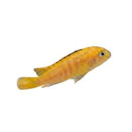 Malawi ciklidi saulosi coral red 4-6 cm -