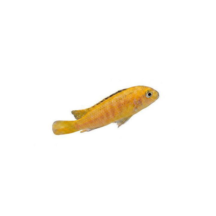 Malawi ciklidi saulosi coral red 4-6 cm -