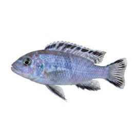 Malawi ciklidi socolofi 4-6 cm -