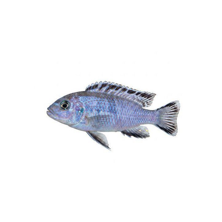Malawi ciklidi socolofi 4-6 cm -