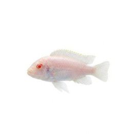 Pseudotropheus socolofi albino 4-6 cm