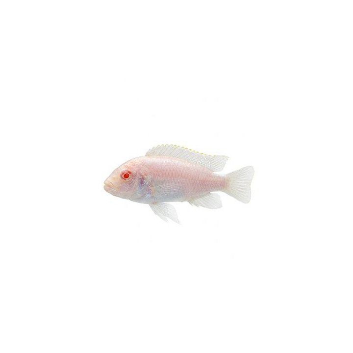 Pseudotropheus socolofi albino 4-6 cm