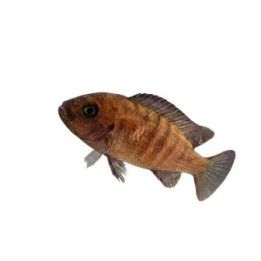 Malawi ciklidi seepra red/blue 4-6 cm -