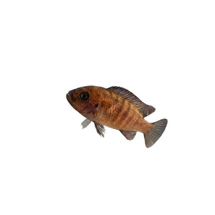 Malawi ciklidi seepra red/blue 4-6 cm -