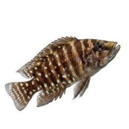 Tanganyika ciklidi calvus black pectoral 4-6 cm -