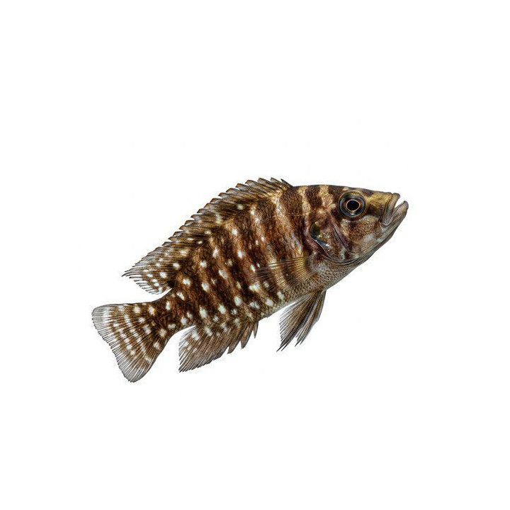 Tanganyika ciklidi calvus black pectoral 4-6 cm -