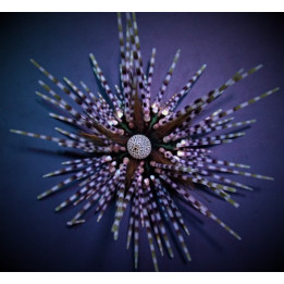 Echinothrix calamaris - Longspine Urchin - Banded