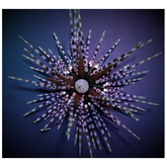 Echinothrix calamaris - Longspine Urchin - Banded