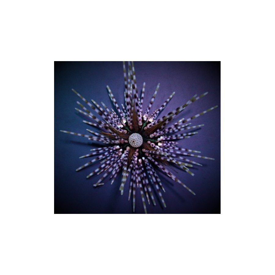 Echinothrix calamaris - Longspine Urchin - Banded