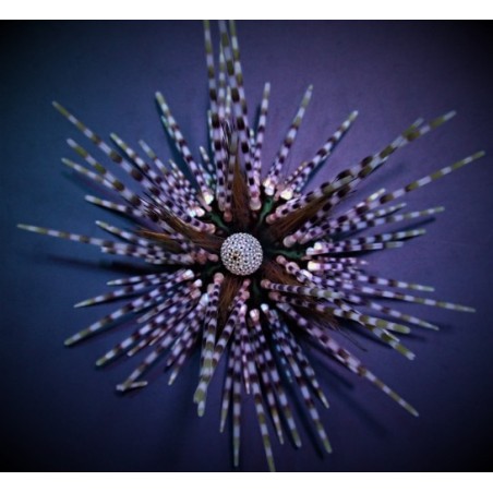 Echinothrix calamaris - Longspine Urchin - Banded