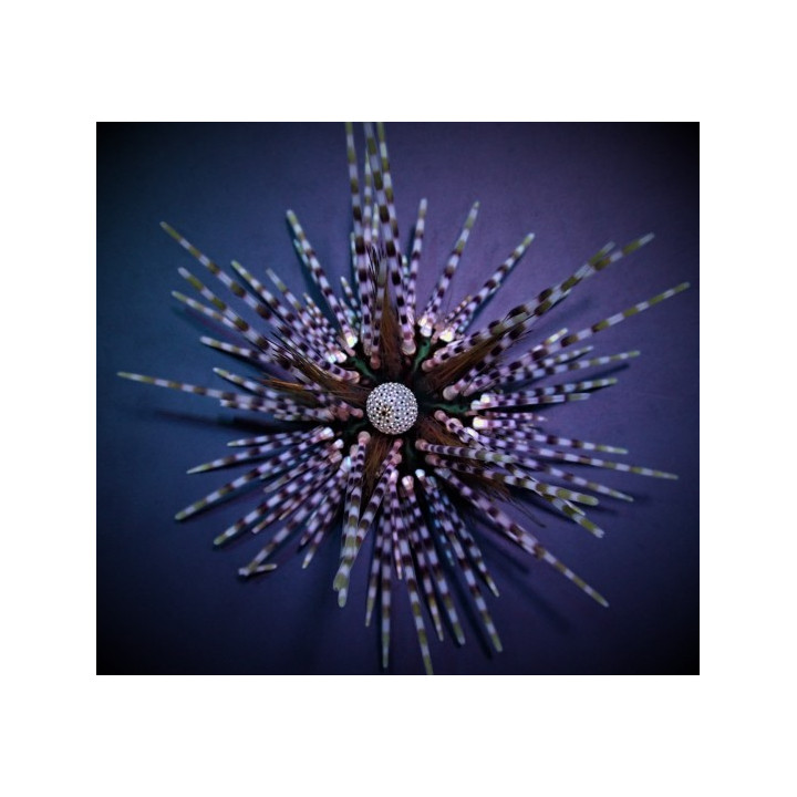 Echinothrix calamaris - Longspine Urchin - Banded