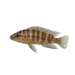 Tanganyika Ciklid Compressiceps Goldhead Kantalamba 3-4CM Altolamprologus compressiceps