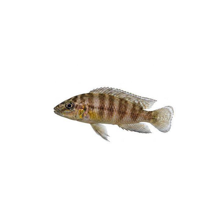 Altolamprologus compressiceps goldhead kantalamba 3-4 cm