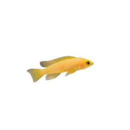 Aurinkokirjoahven Neolamprologus leleupi uvira super orange 4-6 cm