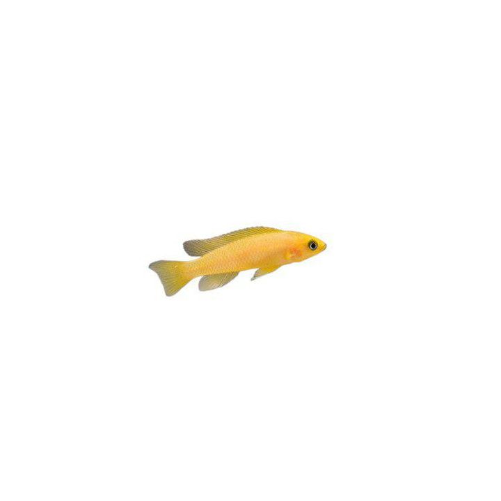 Neolamprologus leleupi Lemon Cichlid uvira super orange 4-6 cm