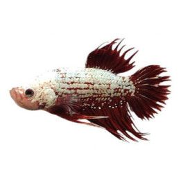 Taistelukala snow whitered dragon crowntail koiras -