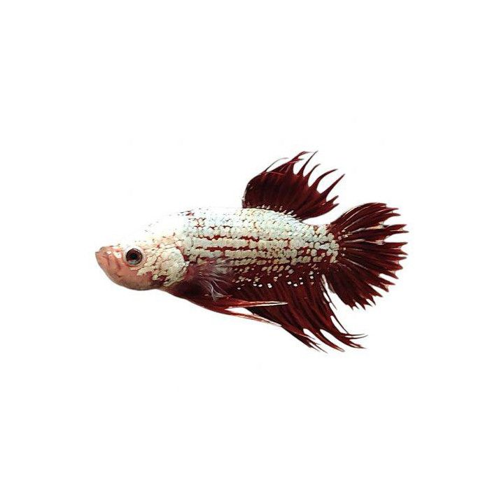 Taistelukala snow whitered dragon crowntail koiras -
