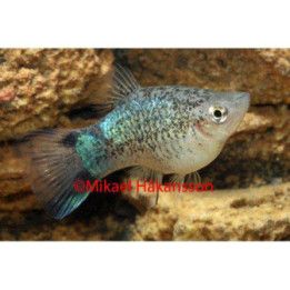 Platy sininen täplikäs 3,5-5 cm -