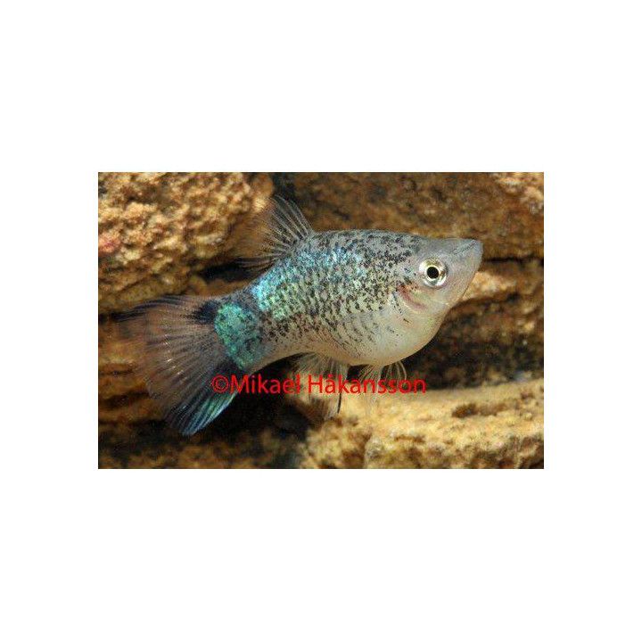 Platy sininen täplikäs 3,5-5 cm -