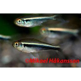Black Neon Tetra 2-3 cm Hyphessobrycon herbertaxelrodi