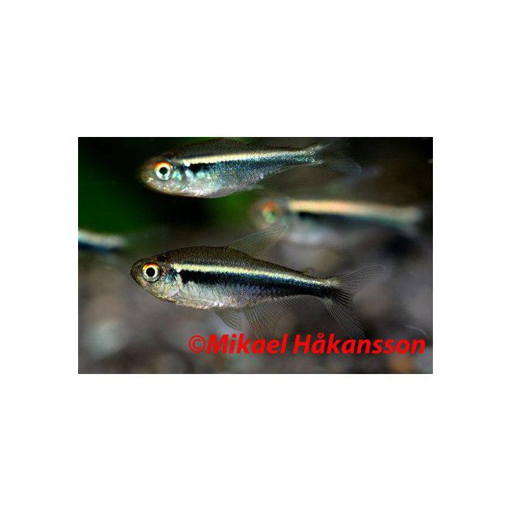Svart Neontetra 2-3CM Hyphessobrycon herbertaxelrodi