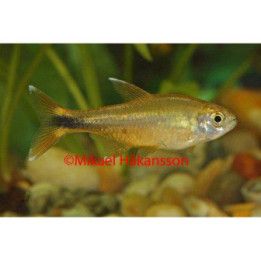 Koppartetra 2-2,5CM Hasemania nana