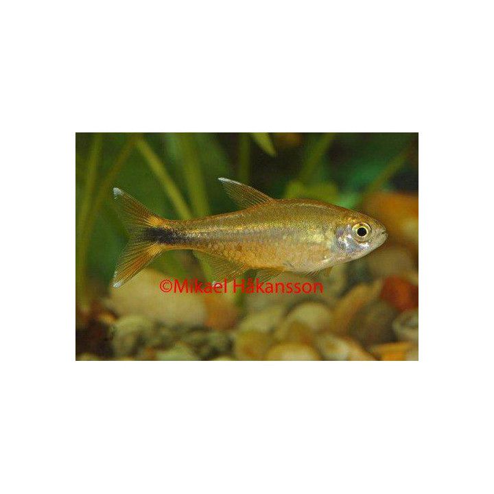 Kuparitetra 2-2,5 cm Hasemania nana