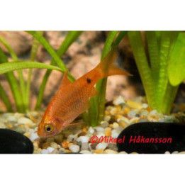 Loistobarbi punaneon 3-4 cm Pethia conchonius