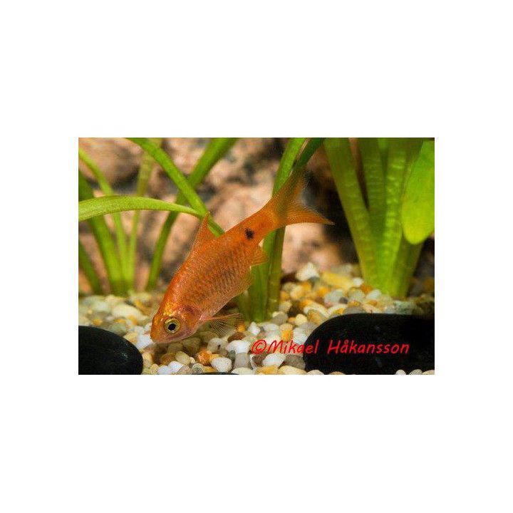 Loistobarbi punaneon 3-4 cm Pethia conchonius