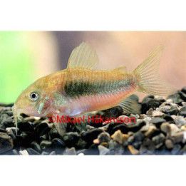 Metallinen panssarimonni 3-4 cm -