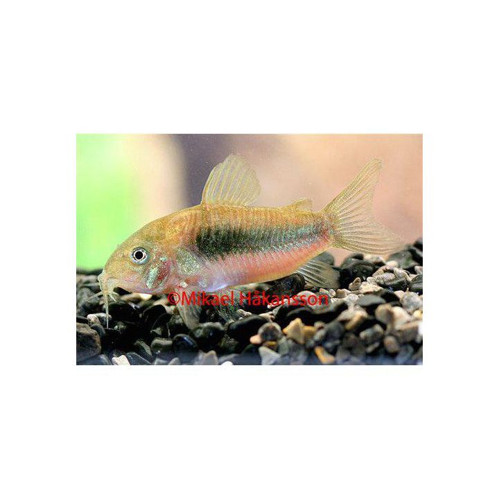 Metallinen panssarimonni 3-4 cm -