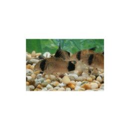 Panda panssari monni kasvatettu 2,5-3 cm -