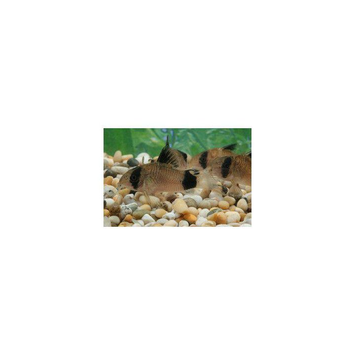Panda panssari monni kasvatettu 2,5-3 cm -