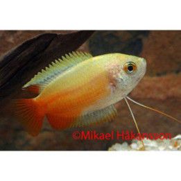 Honey Gourami "Gold" 3-4 cm Trichogaster chuna