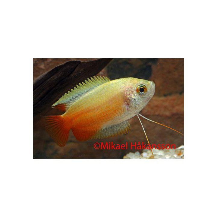 Honey Gourami "Gold" 3-4 cm Trichogaster chuna