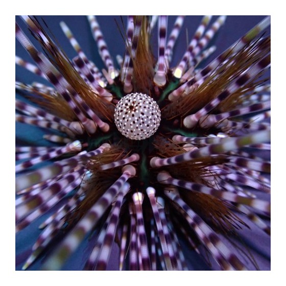 Echinothrix calamaris - Longspine Urchin - Banded