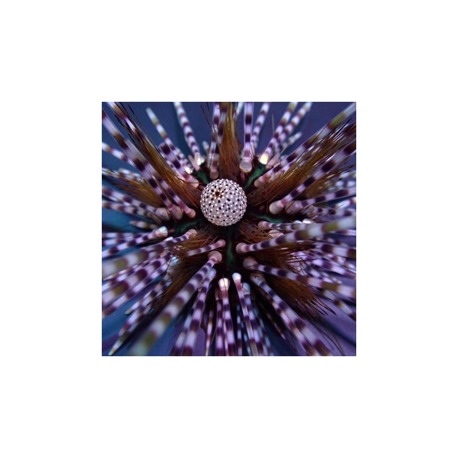 Echinothrix calamaris - Longspine Urchin - Banded