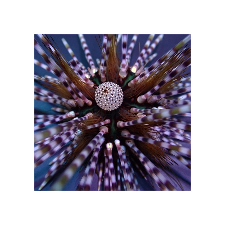Echinothrix calamaris - Longspine Urchin - Banded