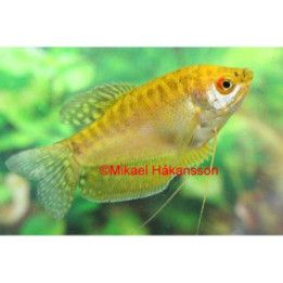 Three spot gourami "Gold" 5-6 cm Trichopodus trichopterus